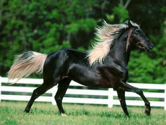 40-1600x1200-horse.jpg.jpg